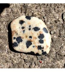 5Ct Натуральная далматиновая Яшма 17*13мм