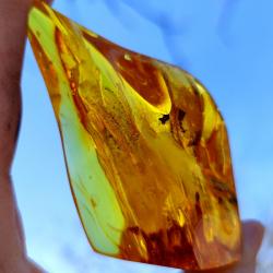 КОЛЛЕКЦИОННЫЙ ЭКЗЕМПЛЯР! 227Ct Натуральный Балтийский Янтарь 92*47мм Сертификат 
