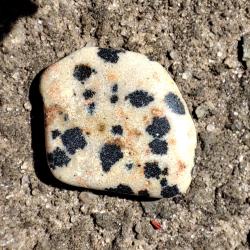 5Ct Натуральна далматинова Яшма 17*13мм