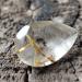Купить 1.05Ct Рутиловый кварц 10*7мм огранка груша в Киеве с доставкой. рутиловый кварц купить